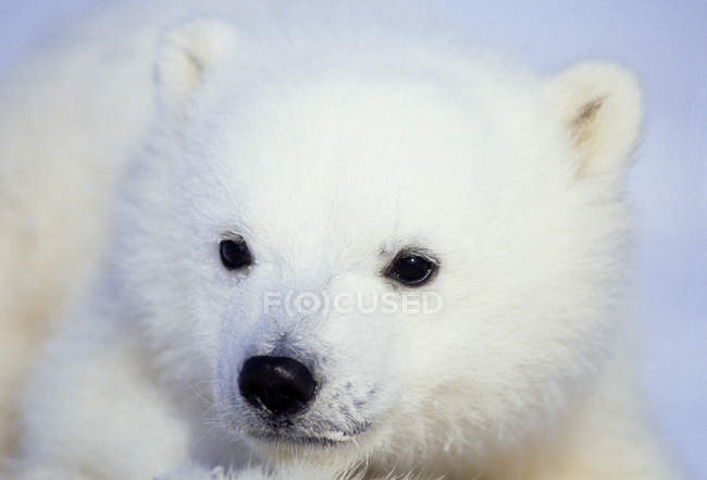 Primer plano del cachorro de oso polar descansando en el Ártico Canadá - foto de stock