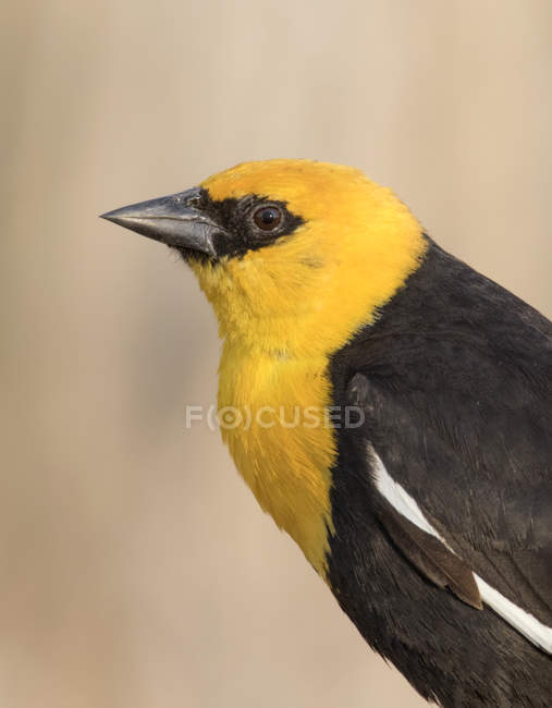 Yellow-headed blackbird in marsh, portrait. — Stock Photo