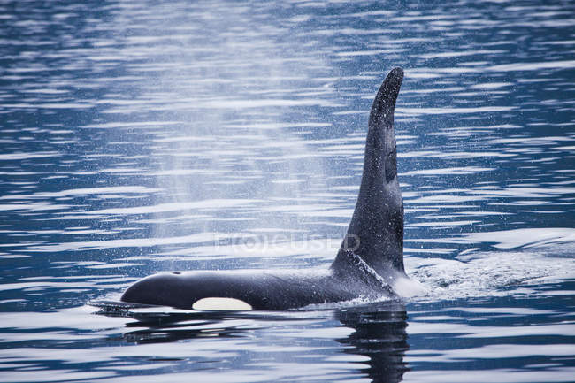 Baleia-orca nadando na água perto da Ilha Vancouver, Colúmbia Britânica, Canadá — Fotografia de Stock