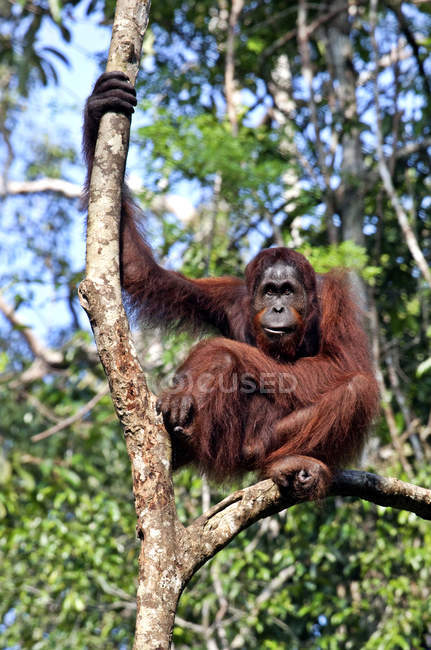 Orangutan sitting on tree and looking in camera in Kuching, Borneo, Malaysia — Stock Photo