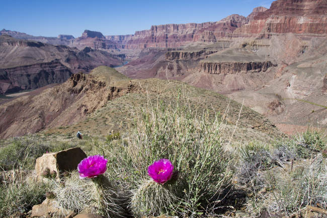 Blühende Mojave-Kakteen aus Feigenkakteen wachsen am Gerberpfad des Grand Canyon, arizona, USA — Stockfoto