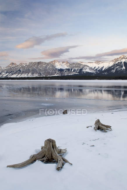 Tree stumps on shore of Lower Kananaskis Lake, Opal Range, Kananaskis Country, Alberta, Canada — Stock Photo