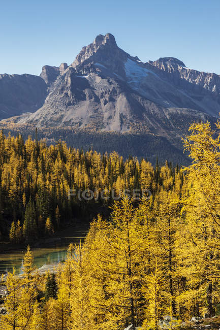 Alpine larch trees in autumnal foliage at Lake Ohara in Yoho National Park, British Columbia Canada. — Stock Photo