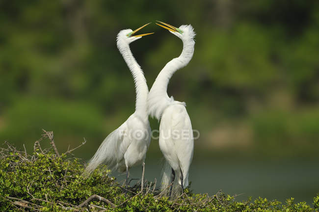Great egrets in mating ritual on green grass — Stock Photo