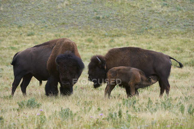 Buffalo al pascolo sull'erba verde nel Waterton Lakes National Park, Alberta, Canada — Foto stock