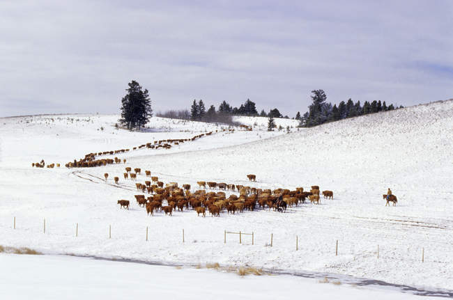 Сбор крупного рогатого скота зимой в регионе Карибу Британской Колумбии, Канада — стоковое фото