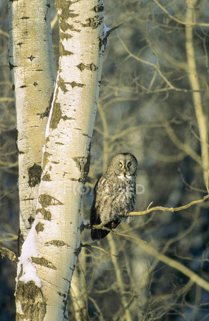 Wintering adulto grande coruja cinza sentado no ramo da árvore de bétula na floresta . — Fotografia de Stock