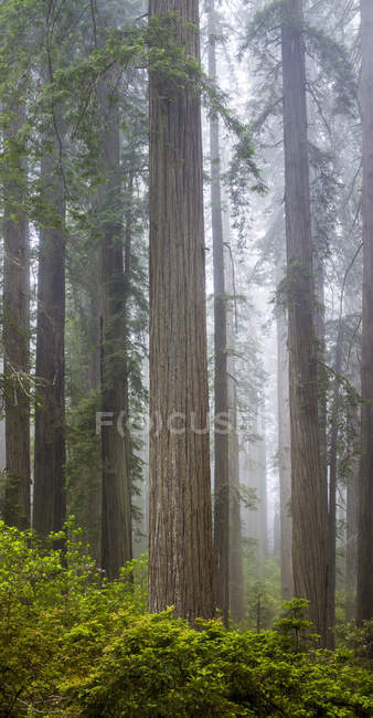 Sequoie lungo sentiero Del Norte Coast Redwoods State Park, California, Stati Uniti — Foto stock