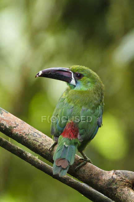 Crimson-rumped toucanet perched on branch in Ecuador. — Stock Photo