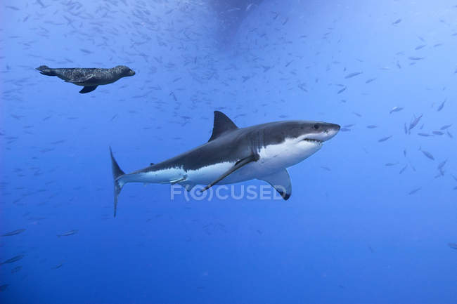 Gran tiburón blanco nadando con peces y león marino de California en Baja, México - foto de stock