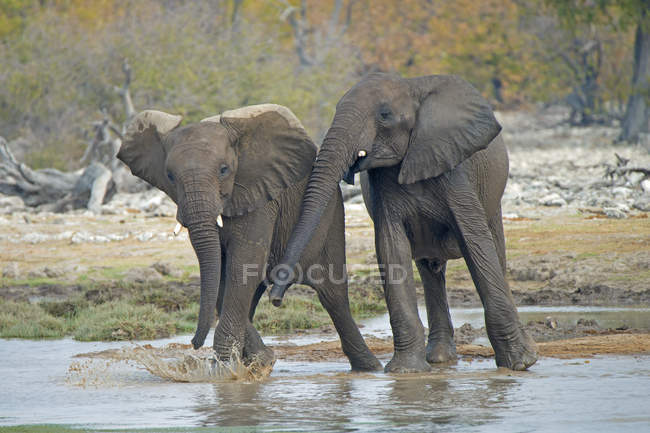 Elefantes juveniles africanos jugando en el pozo de agua en el Parque Nacional Etosha, Namibia - foto de stock