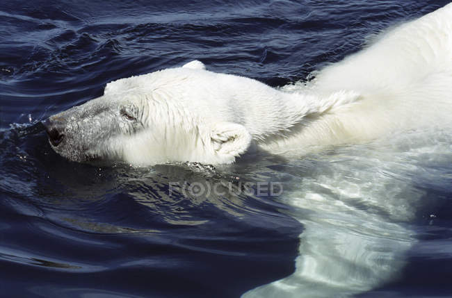 Primer plano del oso polar nadando en el agua del Parque Nacional Wager Bay of Ukkusiksalik, Canadá - foto de stock