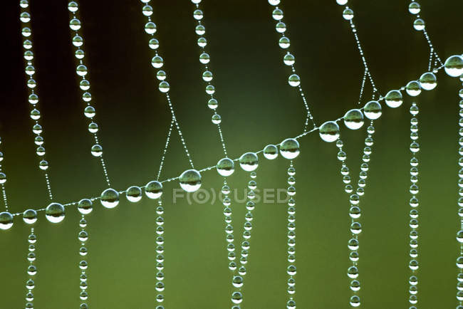 Gotas de rocío en cuerdas de tela de araña tierna, primer plano - foto de stock