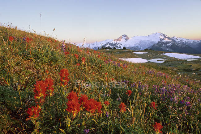 Pinsel und Lupinen auf einer Wiese in der Nähe des Russet Lake, Garibaldi Provinzpark, britische Columbia, Kanada. — Stockfoto