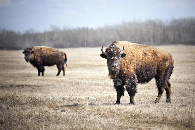 Bisontes de las llanuras derramando abrigo de invierno en la pradera de Manitoba, Canadá - foto de stock