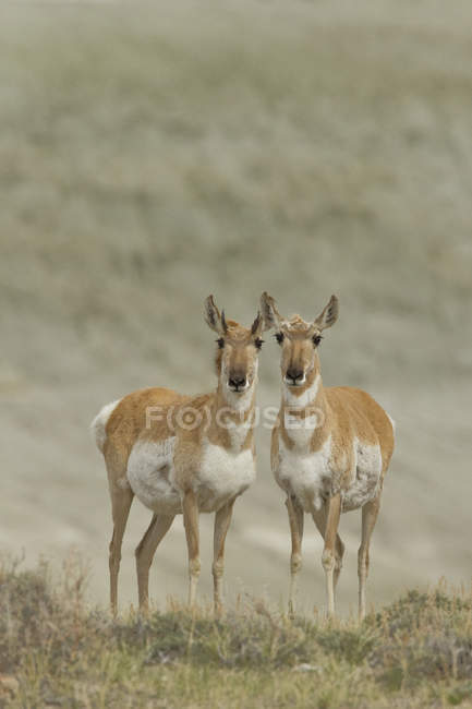 Pronghorns in piedi nelle praterie del Wyoming, Stati Uniti — Foto stock