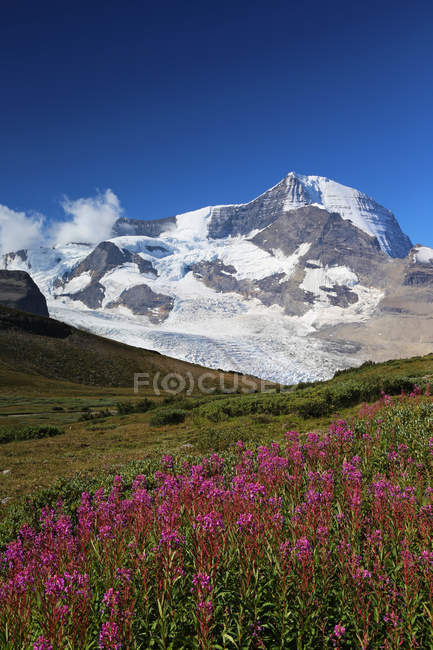 Prado de flores silvestres com Mount Robson em British Columbia, Canadá — Fotografia de Stock