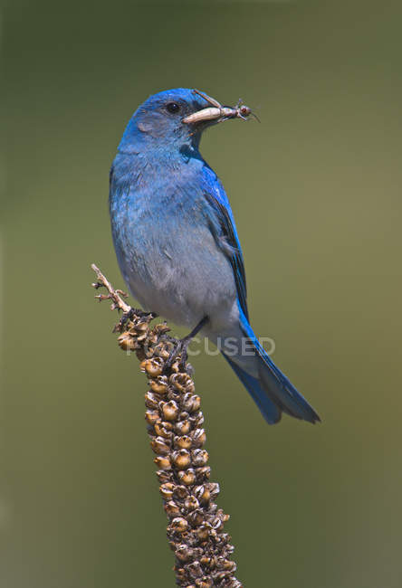 Mountain bluebird with caught in beak perched on plant — Stock Photo