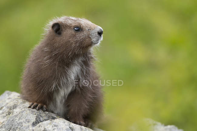 Vancouver Island Marmot seduta sulla roccia nel prato e distogliendo lo sguardo . — Foto stock