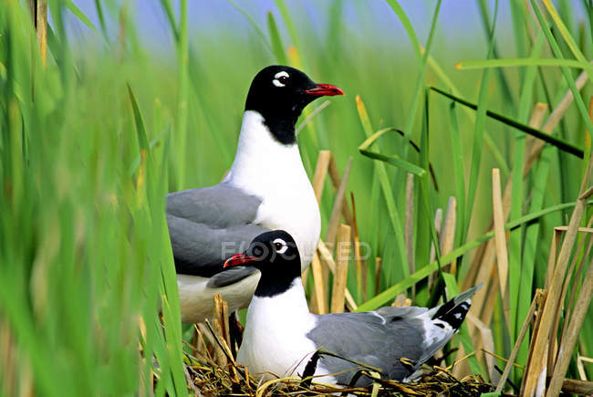 Nesting franklins gulls in coastal grass of Alberta, Canada. — Stock Photo
