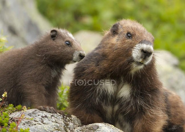 Due marmotte dell'isola di Vancouver sedute su rocce in campo verde . — Foto stock