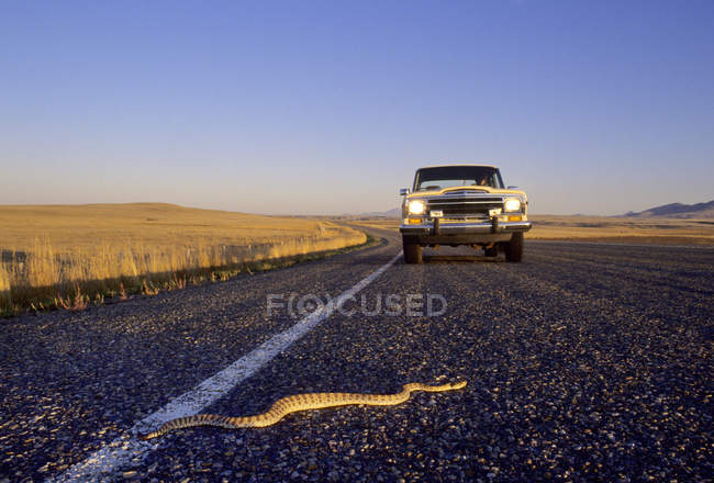 Prairie cascavel que cruza a estrada na frente do veículo, sul de Alberta, Canadá — Fotografia de Stock