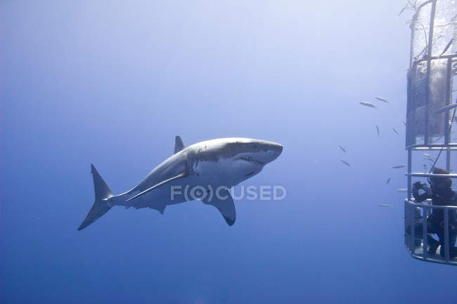 Unrecognizable person cage-diving for great white shark in water by Isla Guadalupe, Baja, Mexico — Stock Photo