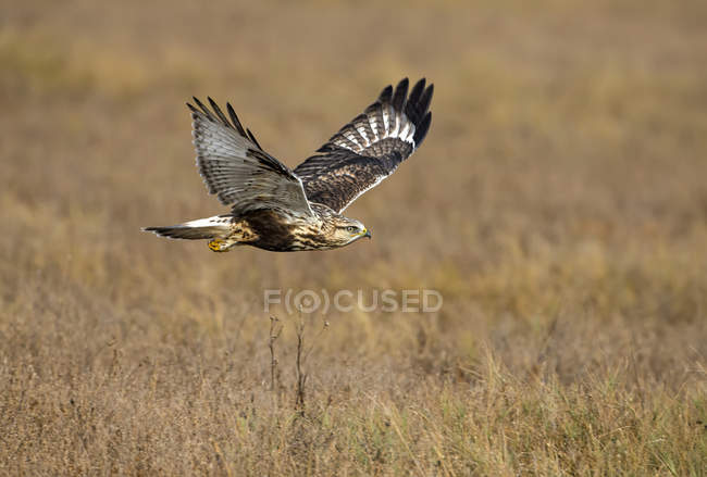 Falcão de pernas ásperas voando no prado — Fotografia de Stock