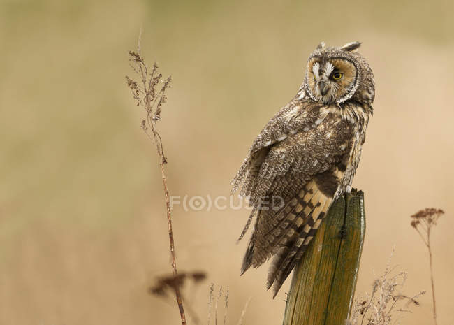 Long-eared owl sitting on fence post in field. — Stock Photo
