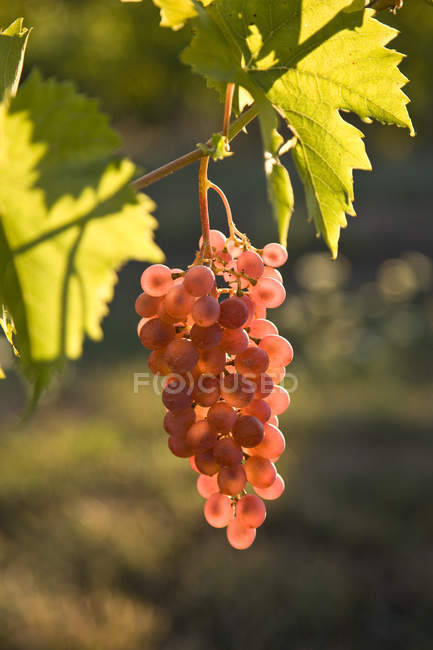 Gros plan sur les raisins Pinot Noir cultivés dans le vignoble . — Photo de stock