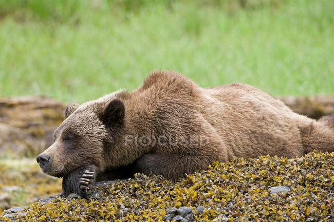 Urso pardo relaxante em rochas musgosas no prado verde
. — Fotografia de Stock