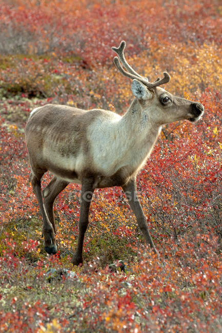 Barren-ground caribou cow on autumnal tundra meadow in Barren Lands, Arctic Canada — Stock Photo