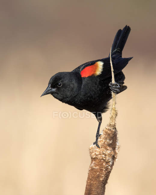 Red-winged blackbird perched on cattail in marsh. — Stock Photo