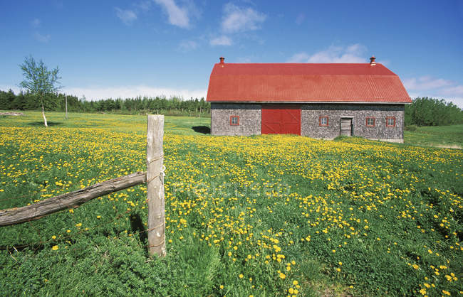 Red roofed barn and dandelions in farmland of Gaspe Peninsula, Quebec, Canada. — Stock Photo