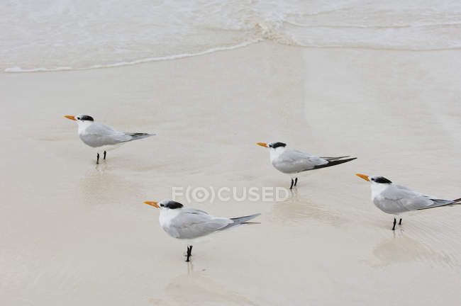 Royal terns on Tulum Beach in Quintana Roo, Mexico — Stock Photo
