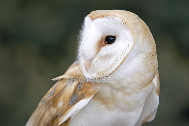 Close-up of barn owl looking away outdoors. — Stock Photo