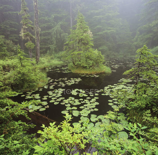 Древнее болото в лесу Каренского хребта Британской Колумбии, Канада . — стоковое фото