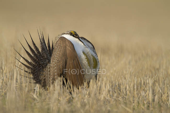 Greater sage grouse with spread tail feathers in meadow of Mansfield, Washington, EE.UU. - foto de stock