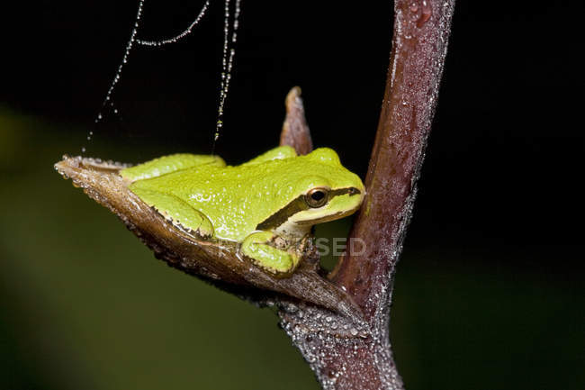 Pacific tree frog sitting on plant branch, close-up — Stock Photo