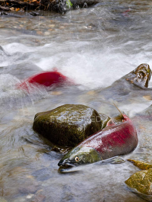 Нерест риби sockeye лосося у воді провінції Британська Колумбія, Канада — стокове фото