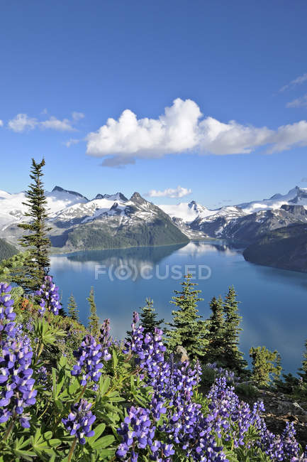 Lupins growing overlooking Garibaldi Lake in Garibaldi Provincial Park, British Columbia, Canada — Stock Photo