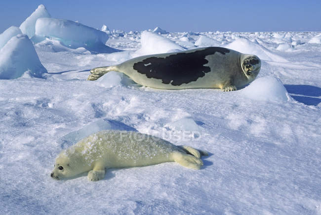 Harfenrobbe und Welpe ruhen im Schnee des Golfs von Saint Lawrence, Kanada. — Stockfoto