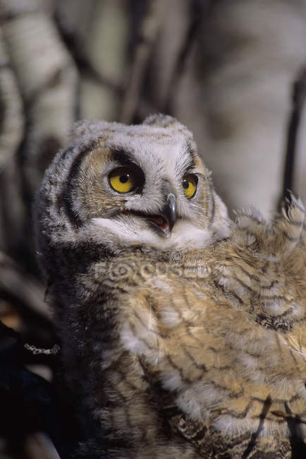 Portrait of young great horned owl looking away. — Stock Photo