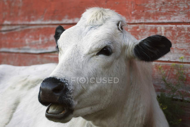 Ritratto di mucca davanti al fienile rosso a Saskatchewan, Canada . — Foto stock
