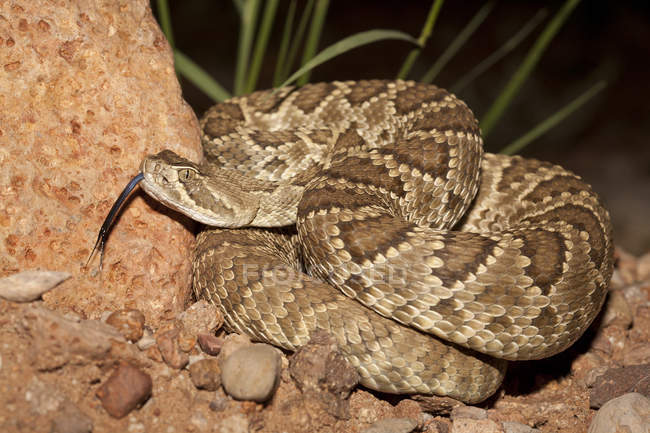 Mohave serpente a sonagli verde su rocce nel deserto dell'Arizona, Stati Uniti — Foto stock