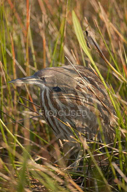 Amerikanischer Rohrdommel versteckt sich im langen Gras des Feuchtgebietes. — Stockfoto