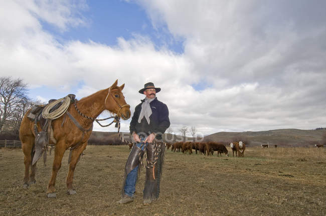 Ковбой с лошадью наблюдает за стадом коров во время сезона телят на ранчо недалеко от Мерибелла, Британская Колумбия, Канада — стоковое фото