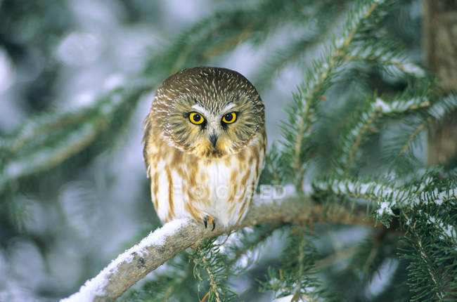 Roosting northern saw-whet owl sitting on snow covered fir tree branch. — Stock Photo