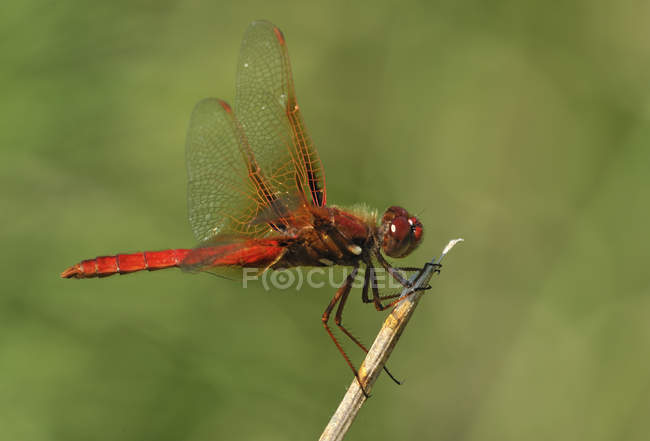 Cardeal Meadowhawk libélula sentado na planta ao ar livre . — Fotografia de Stock