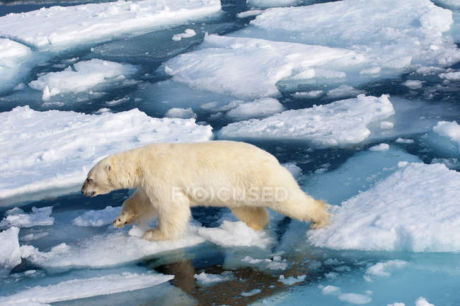 Vista ad alto angolo dell'orso polare sulla natura ghiacciata dell'arcipelago delle Svalbard, Artico norvegese — Foto stock